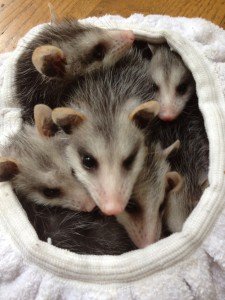 Baby Possums Removed from crawlspace