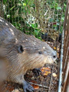 Beaver Trapped in Cumming Georgia