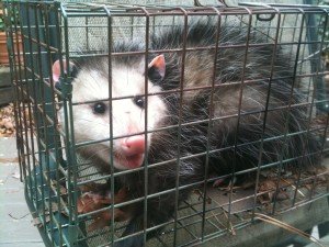Opossum Trapped