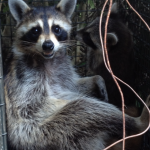 Marietta Raccoon Trapped with Baby