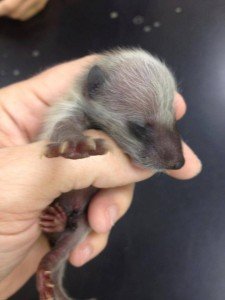 baby raccoon removed alpharetta ga