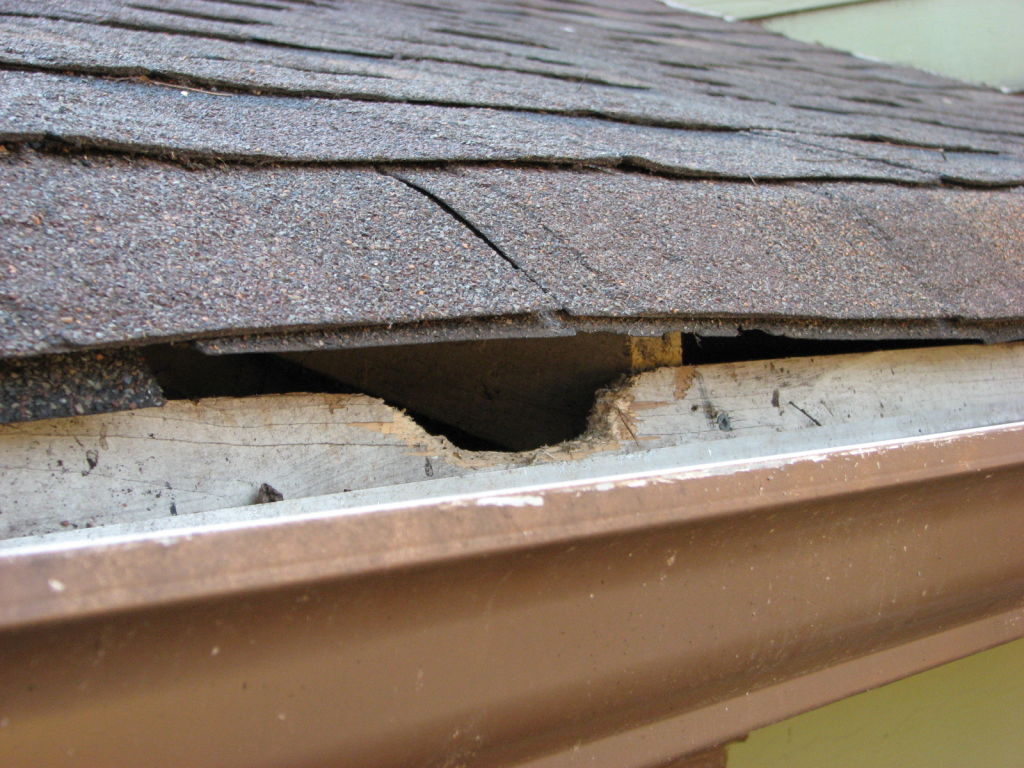 Damage a Squirrel can do in an attic