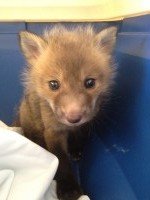 Baby Fox Trapped