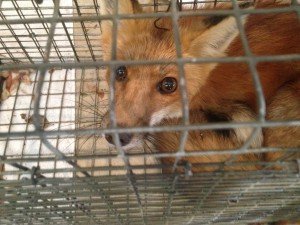 Red Fox Trapped