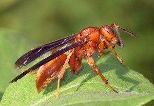 A picture of a Red Wasp