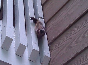 Woodchuck stuck in balcony railing in Buckhead