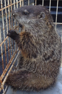 Woodchuck Trapped in Horse Pasture in Canton