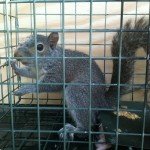 Squirrel in a trap