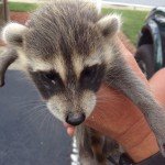 Baby Raccoon removal.