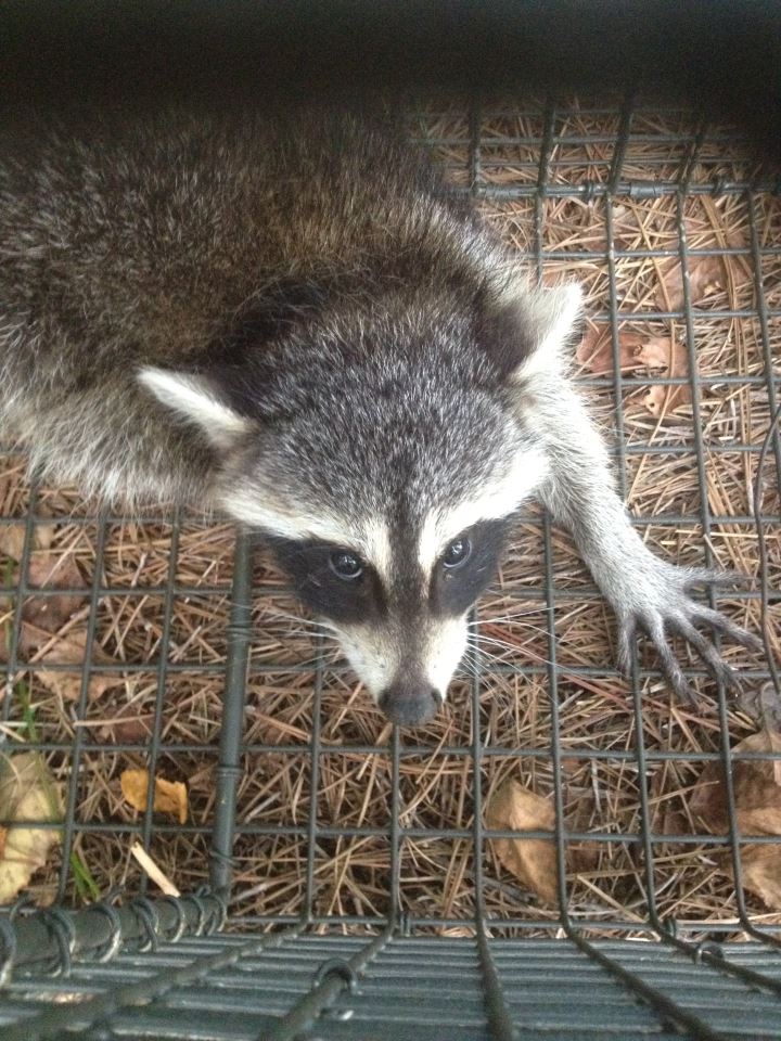 atlanta ga raccoon trapping