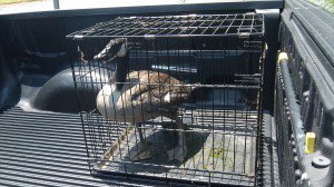 goose in cage