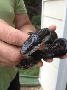 Beautiful Rat Snake removed in Cumming GA