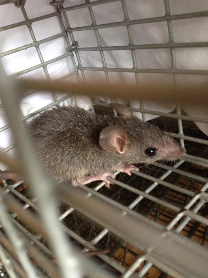 rat trapping in johns creek