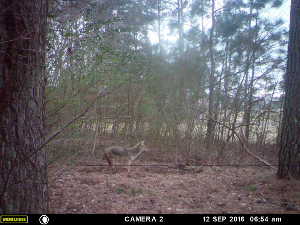 Coyote trapping johns creek