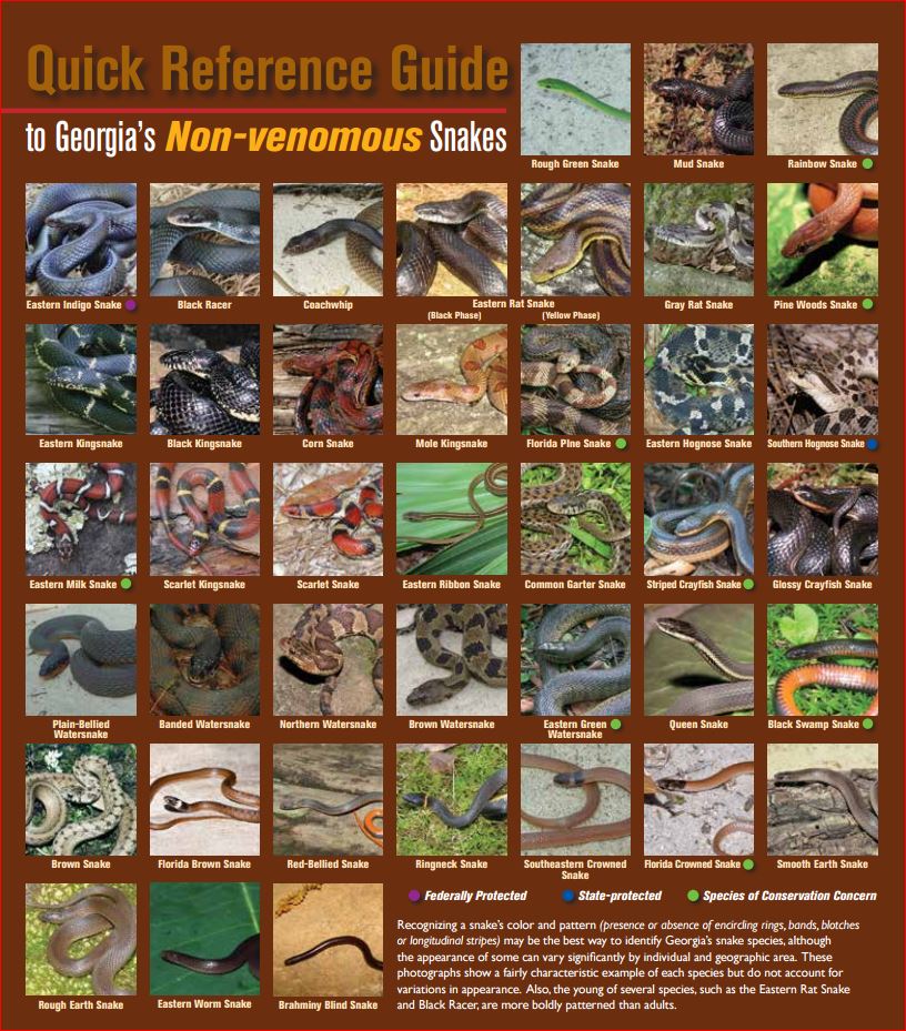non-venomous snakes