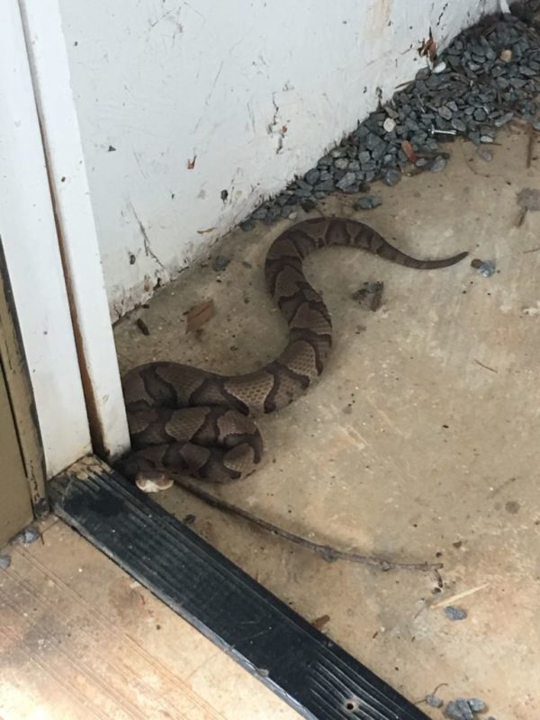 Facts about Copperhead Snakes in