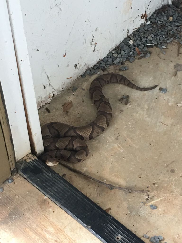 Facts about Copperhead Snakes in