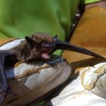 Brown bat being relocated by hand