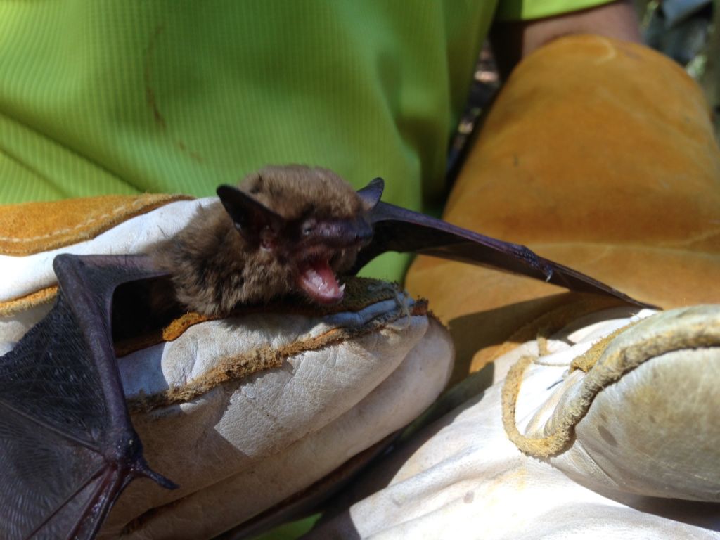 Bats in the Attic Affordable Bat Removal Services