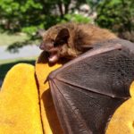 Sandy Springs bat removal