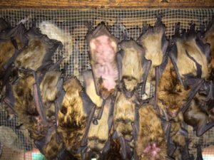 Bats in Attic - Bat Removal