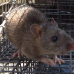 rat trapping marietta