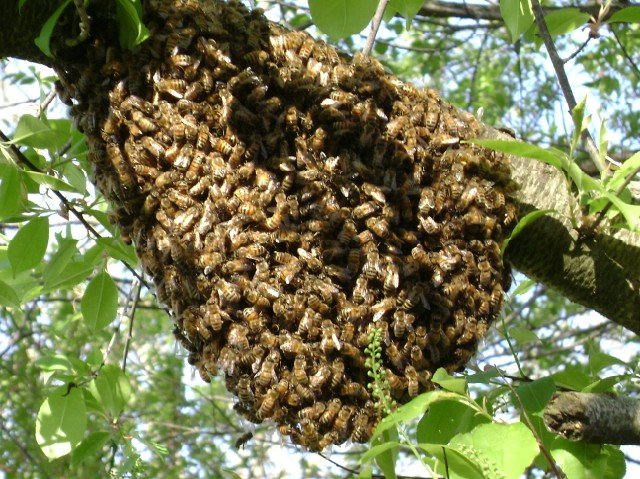 honey bee swarm in cumming