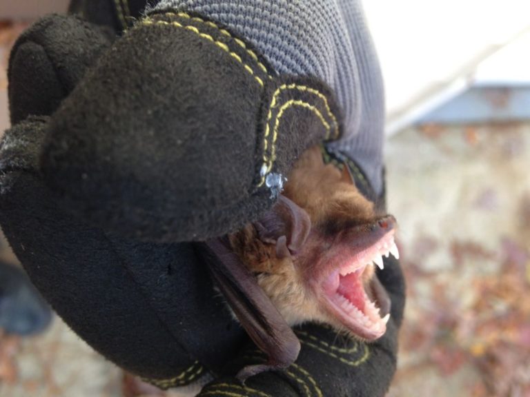 What to do if you have a bat in your house North